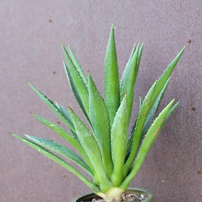 Agave decipiens - False Sisal - Florida Agave