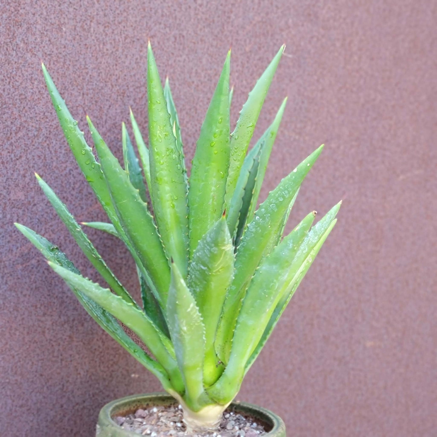 Agave decipiens - False Sisal - Florida Agave