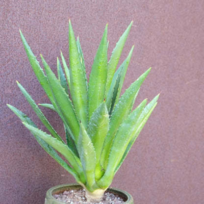 Agave decipiens - False Sisal - Florida Agave