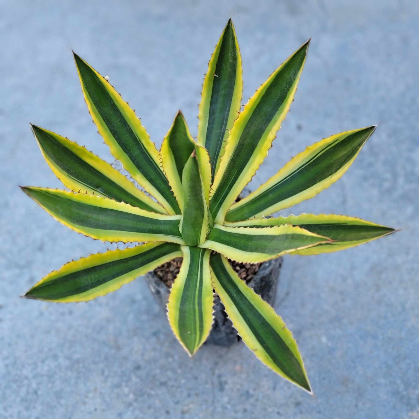 Agave lophantha ‘Quadricolor’ - Quadricolor Century Plant