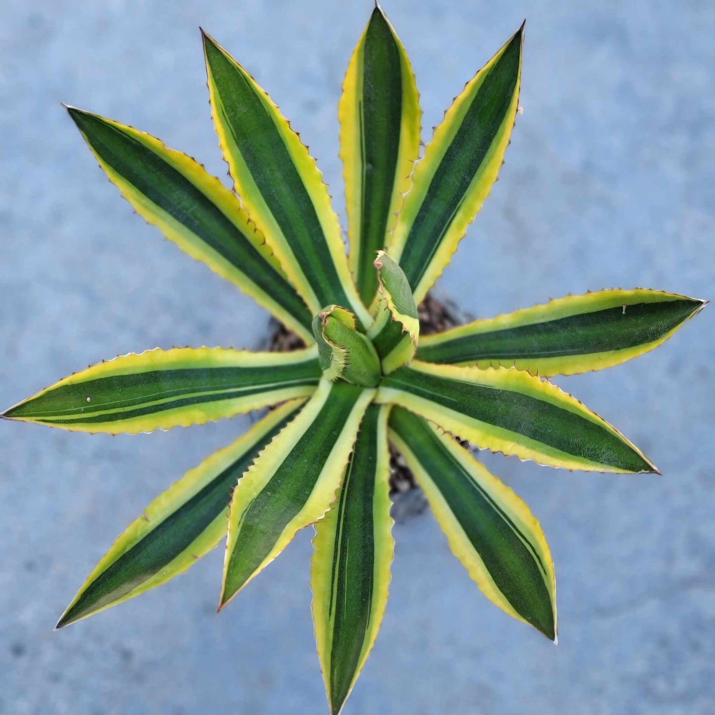 Agave lophantha ‘Quadricolor’ - Quadricolor Century Plant