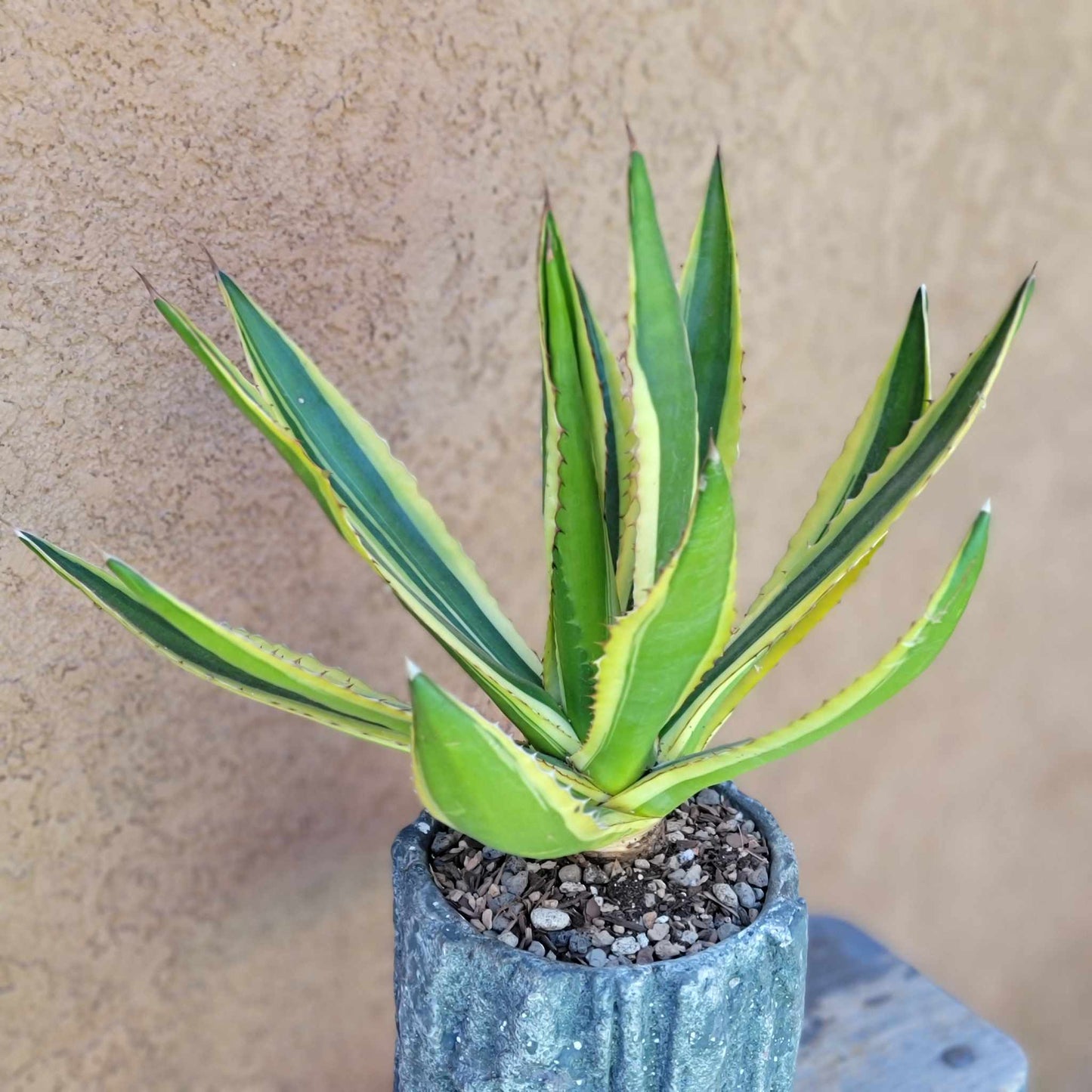 Agave lophantha ‘Quadricolor’ - Quadricolor Century Plant