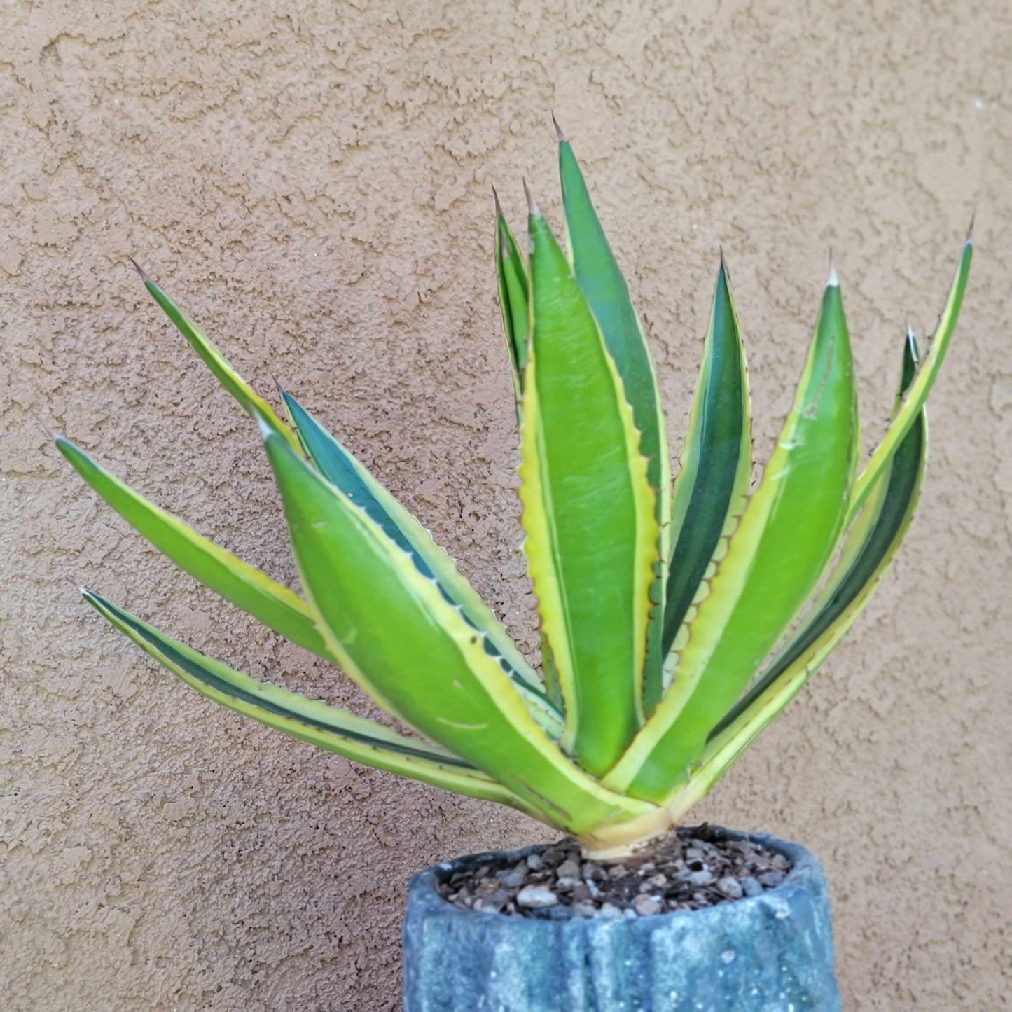 Agave lophantha ‘Quadricolor’ - Quadricolor Century Plant