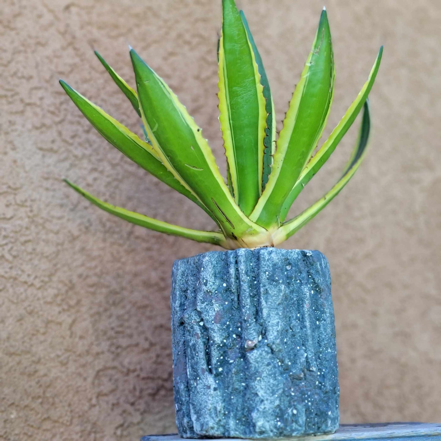 Agave lophantha ‘Quadricolor’ - Quadricolor Century Plant