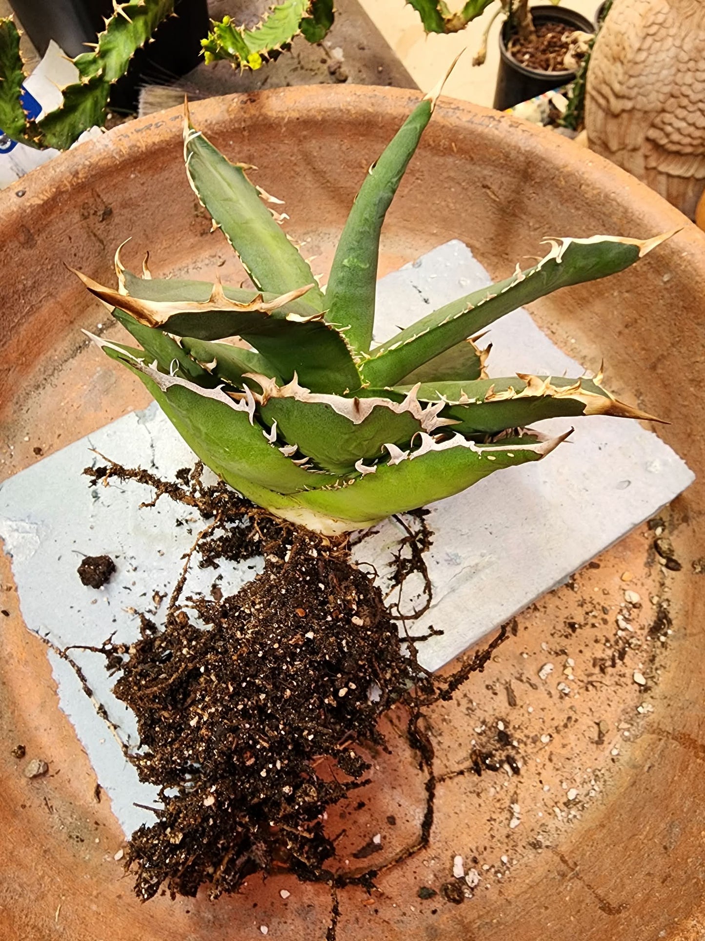 Agave titanota FO-076