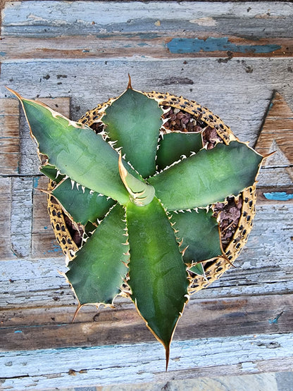 Agave titanota FO-076