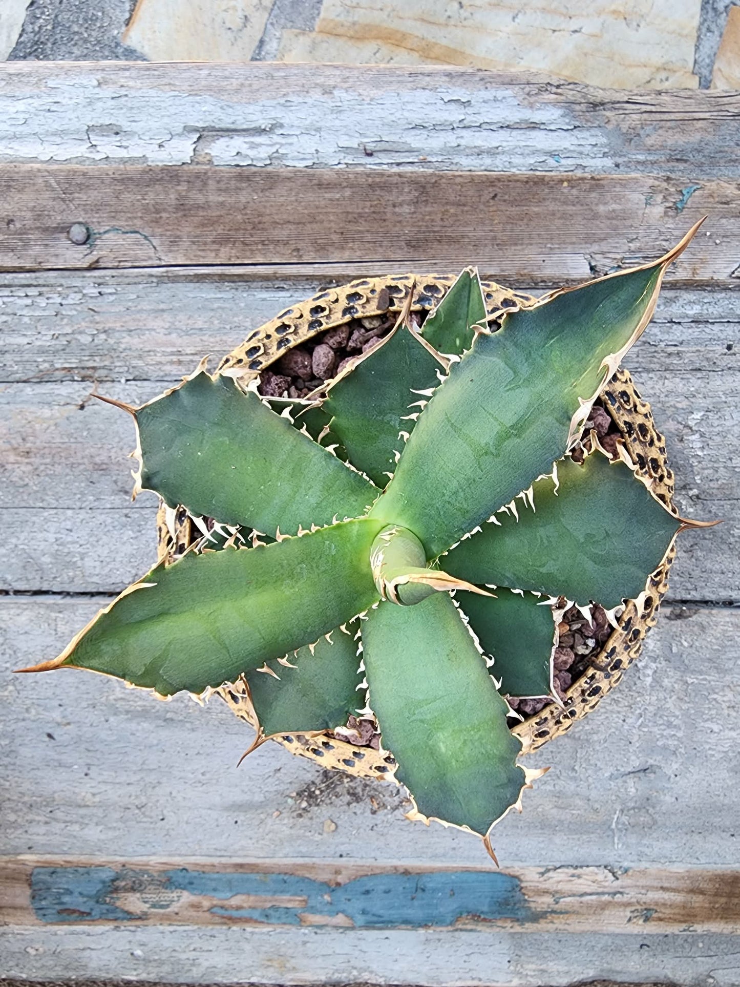 Agave titanota FO-076