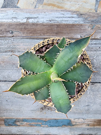 Agave titanota FO-076