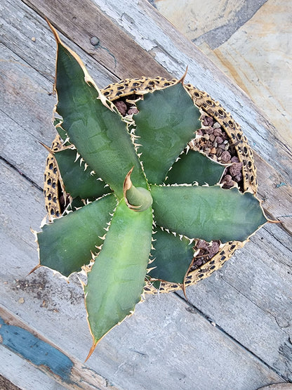 Agave titanota FO-076