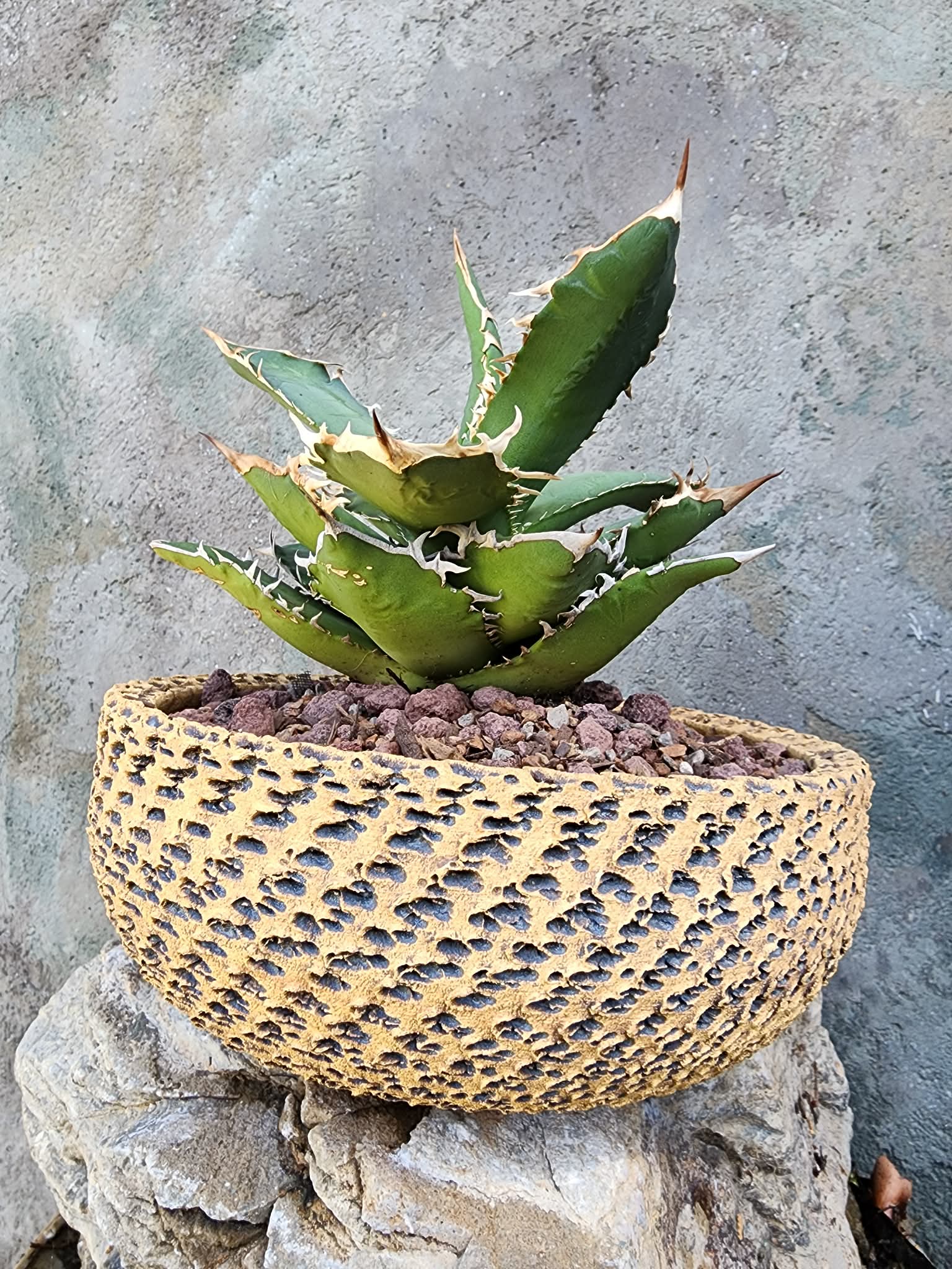 Agave titanota | Rare Collector Specimen – Shangri-Ha Cactus Ranch