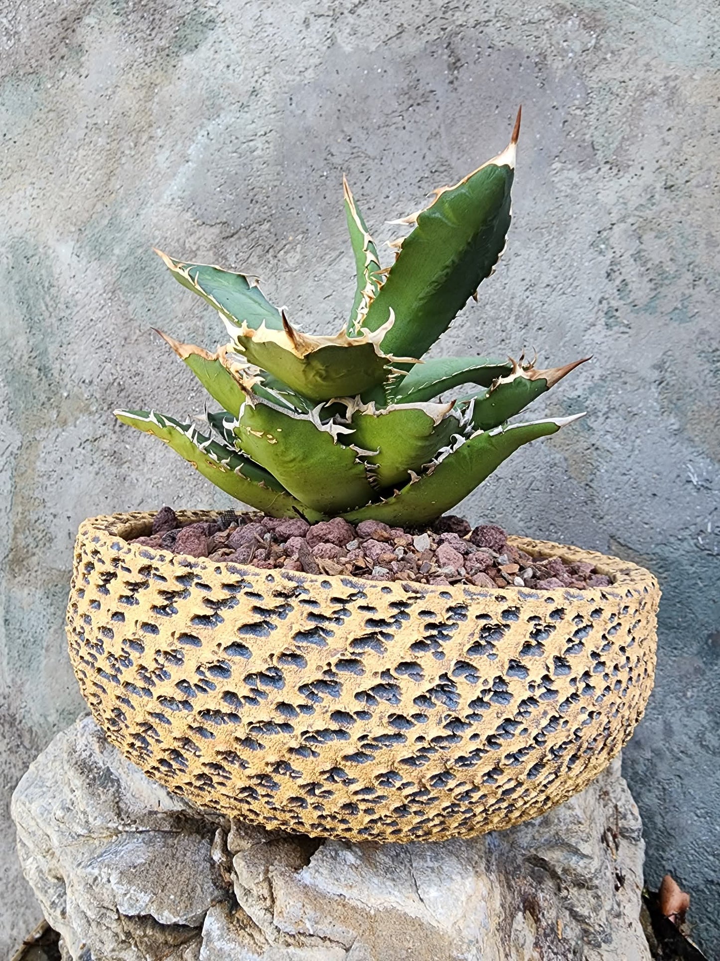 Agave titanota FO-076