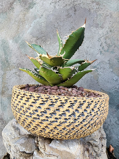 Agave titanota FO-076