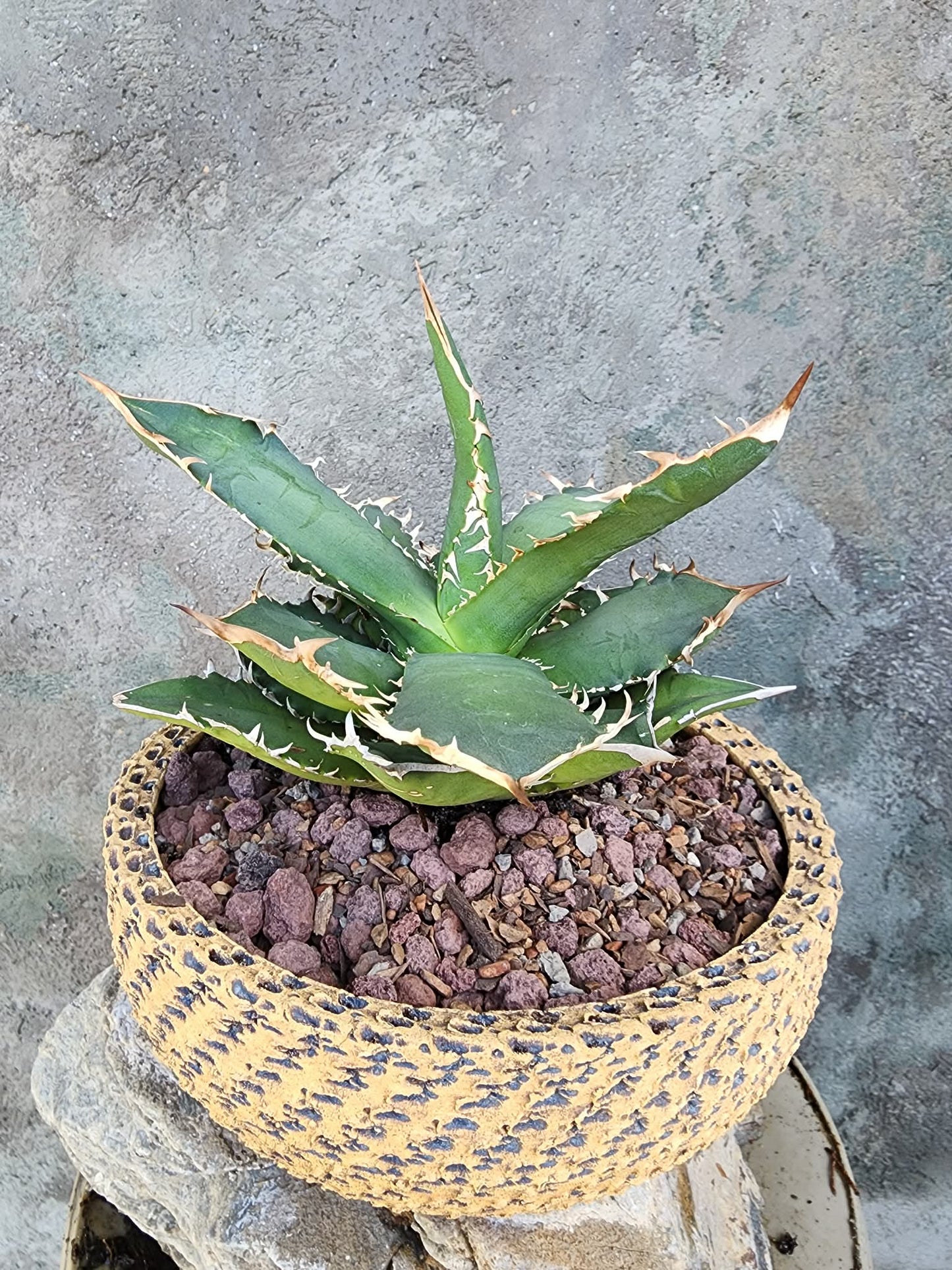 Agave titanota FO-076
