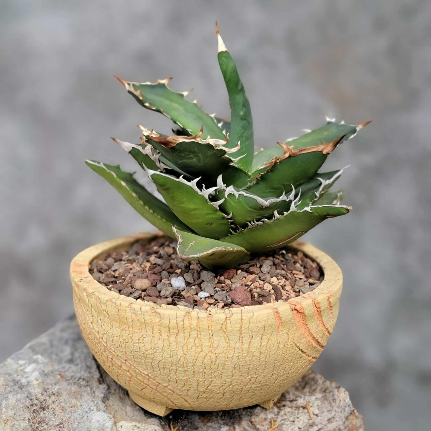 Agave titanota