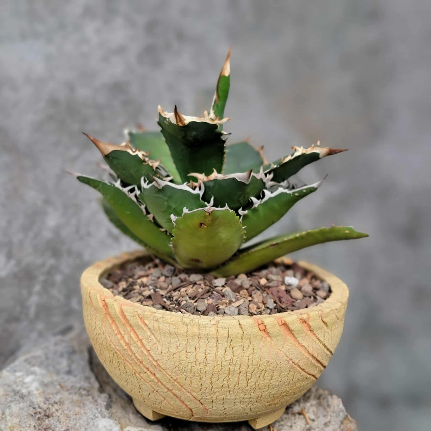 Agave titanota
