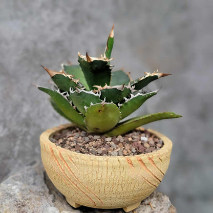 Agave titanota