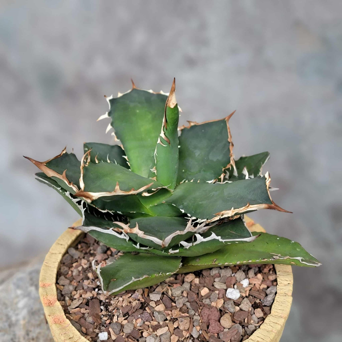 Agave titanota