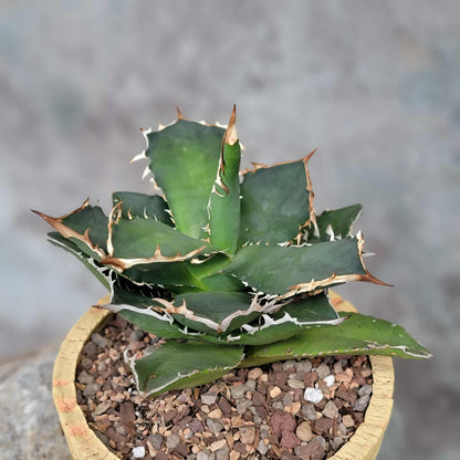 Agave titanota