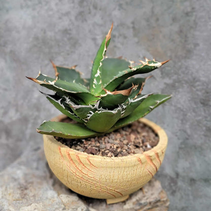 Agave titanota