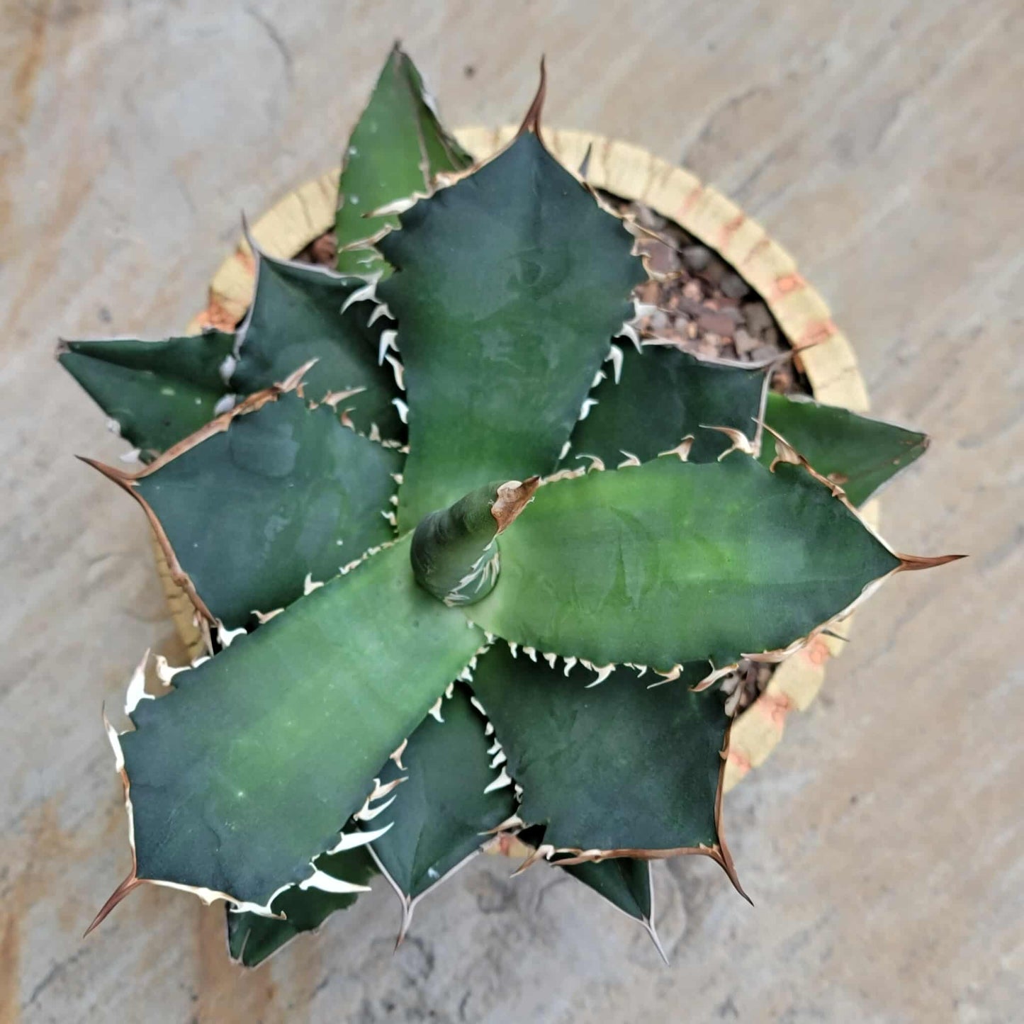 Agave titanota