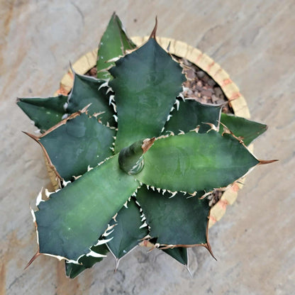 Agave titanota