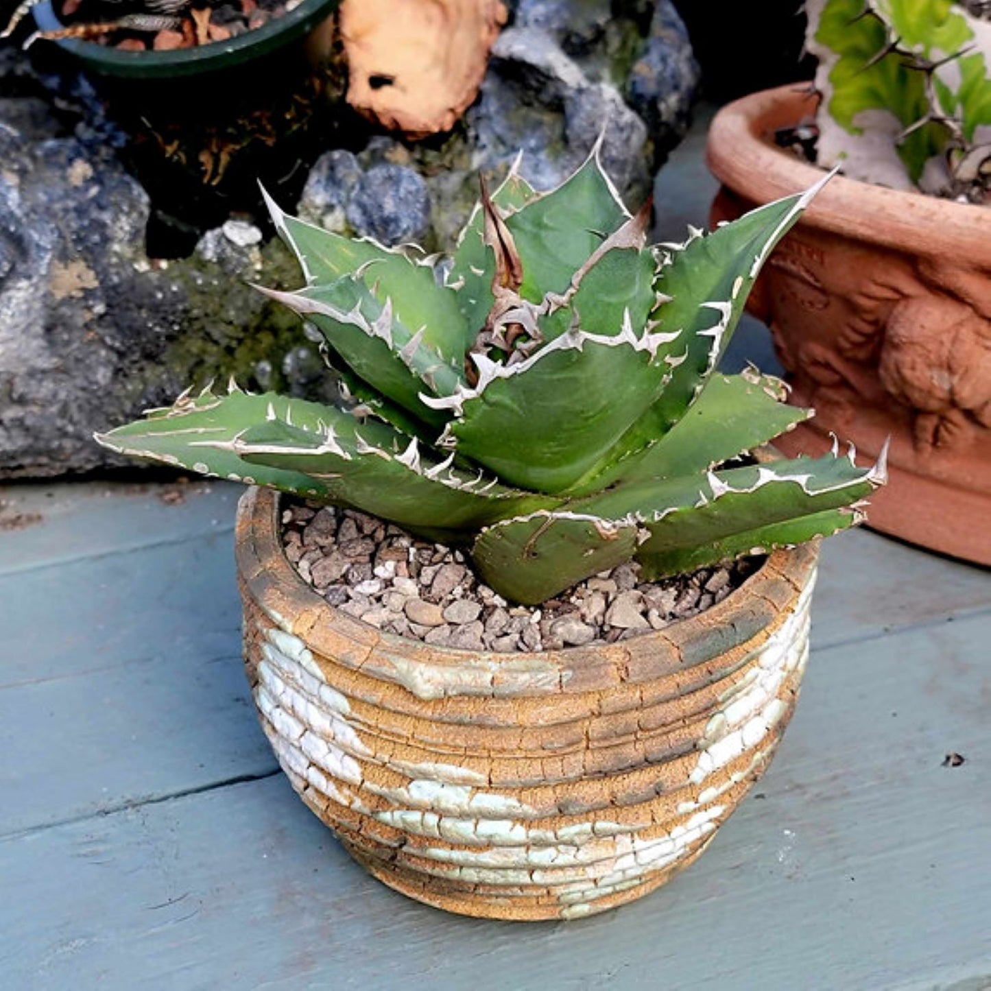 Agave titanota