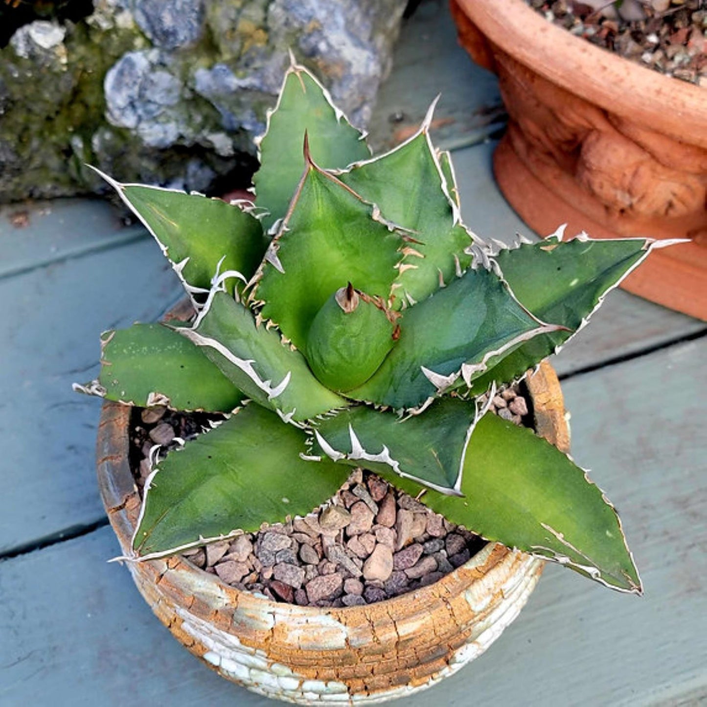 Agave titanota