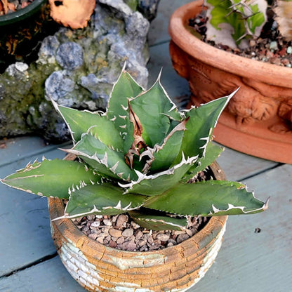 Agave titanota