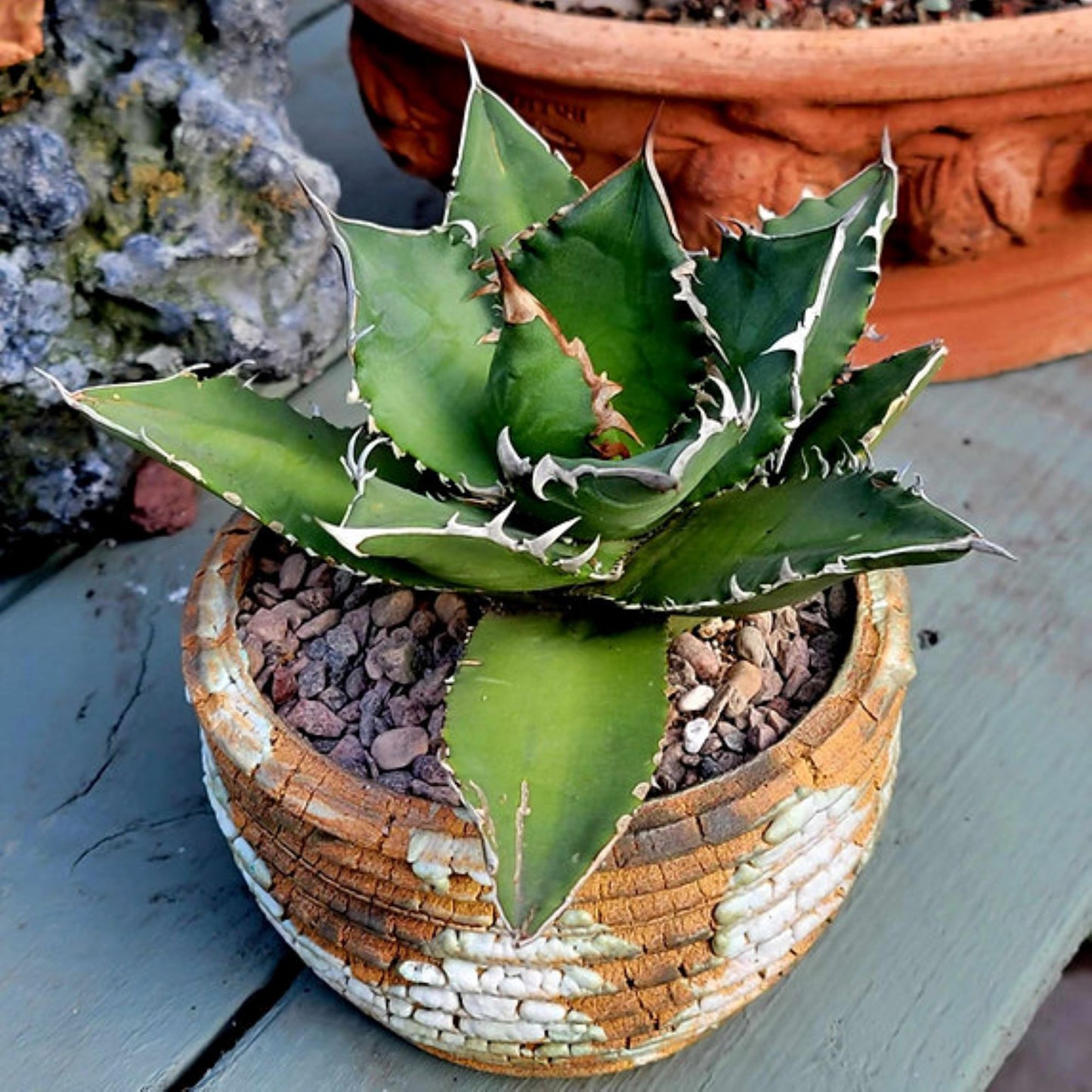 Agave titanota