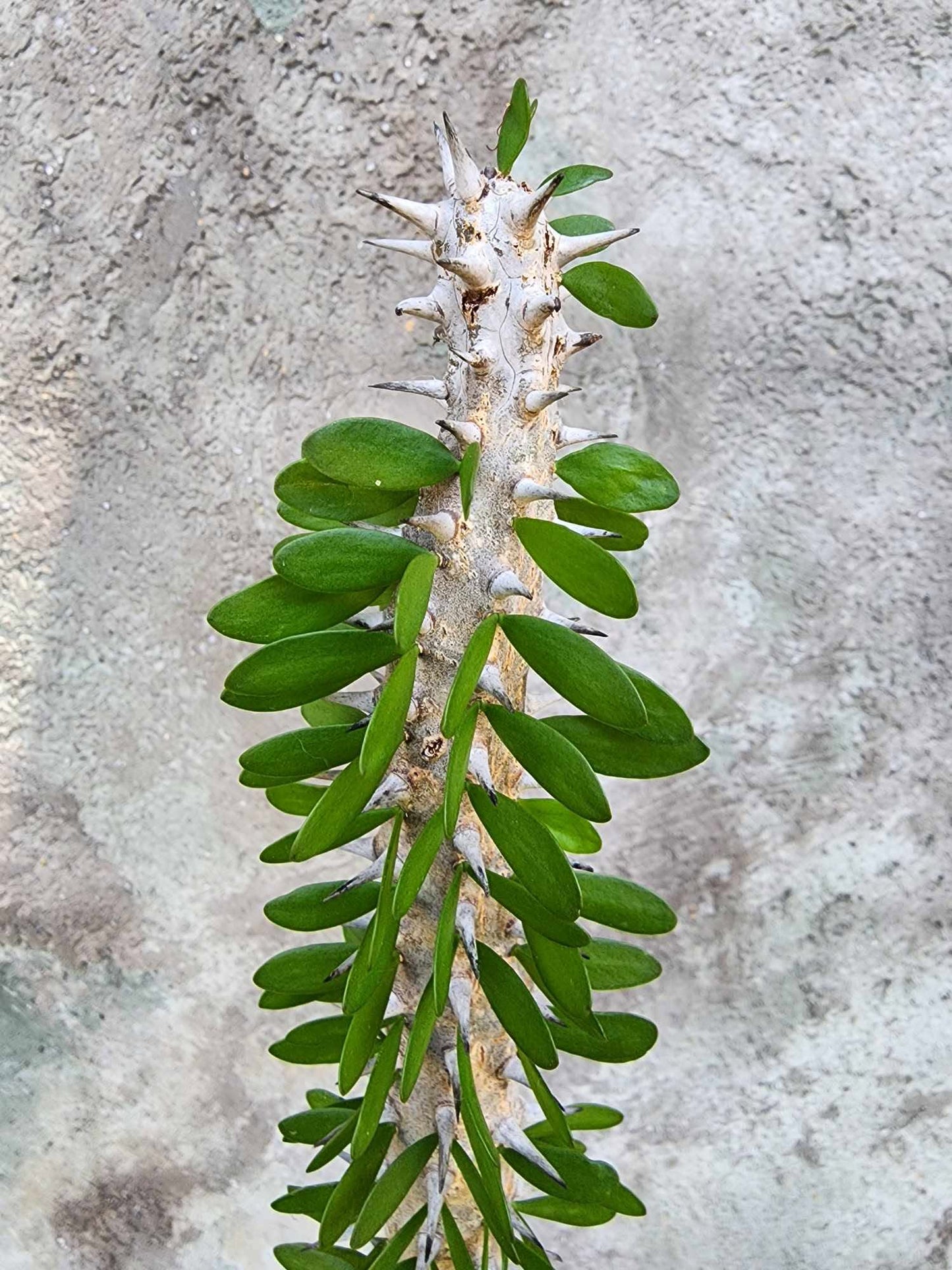 Alluaudia Procera - Madagascar Ocotillo - 27" Tall