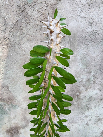 Alluaudia Procera - Madagascar Ocotillo - 27" Tall