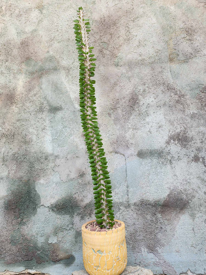 Alluaudia Procera - Madagascar Ocotillo - 27" Tall