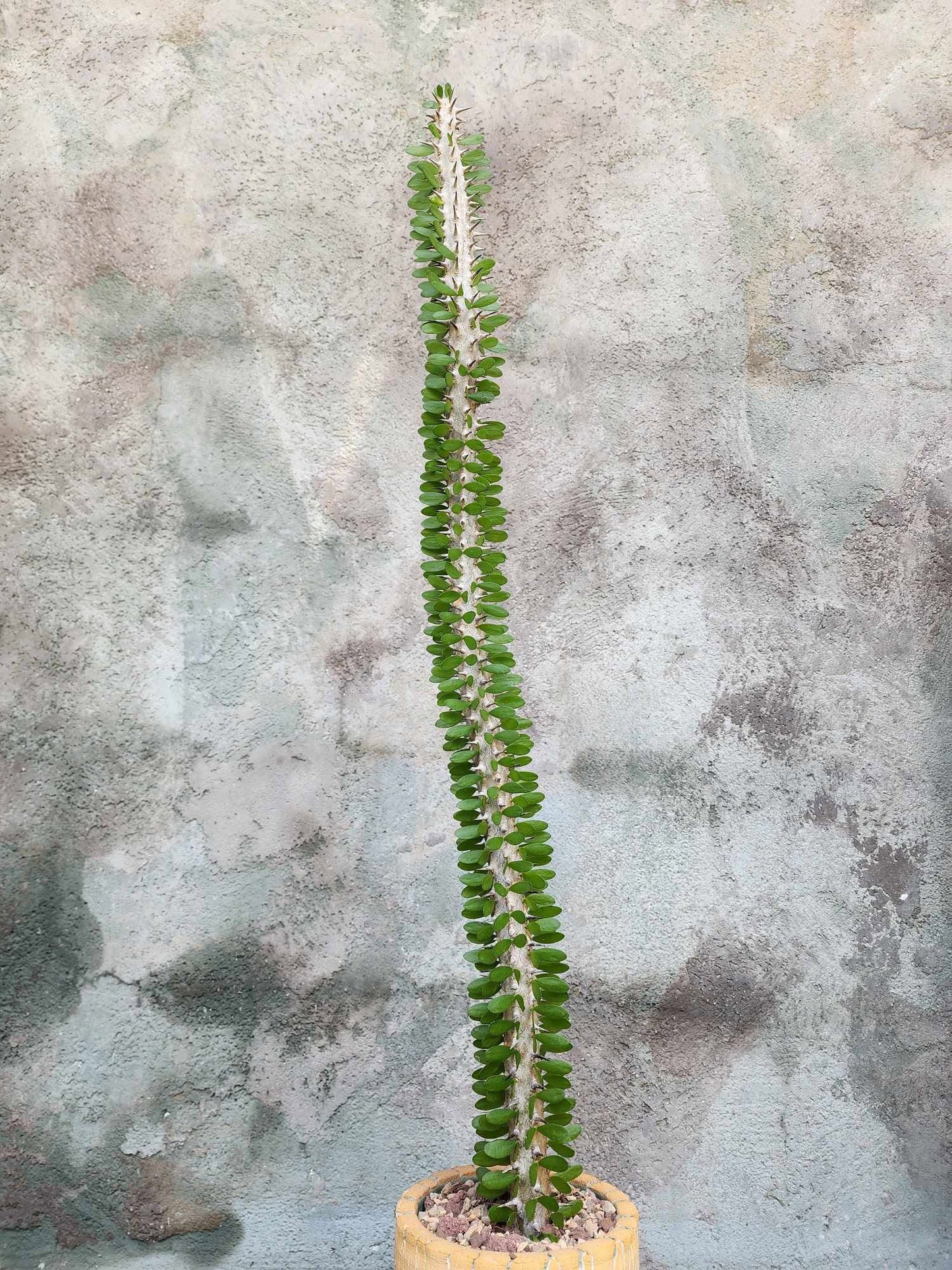 Alluaudia Procera - Madagascar Ocotillo - 27" Tall