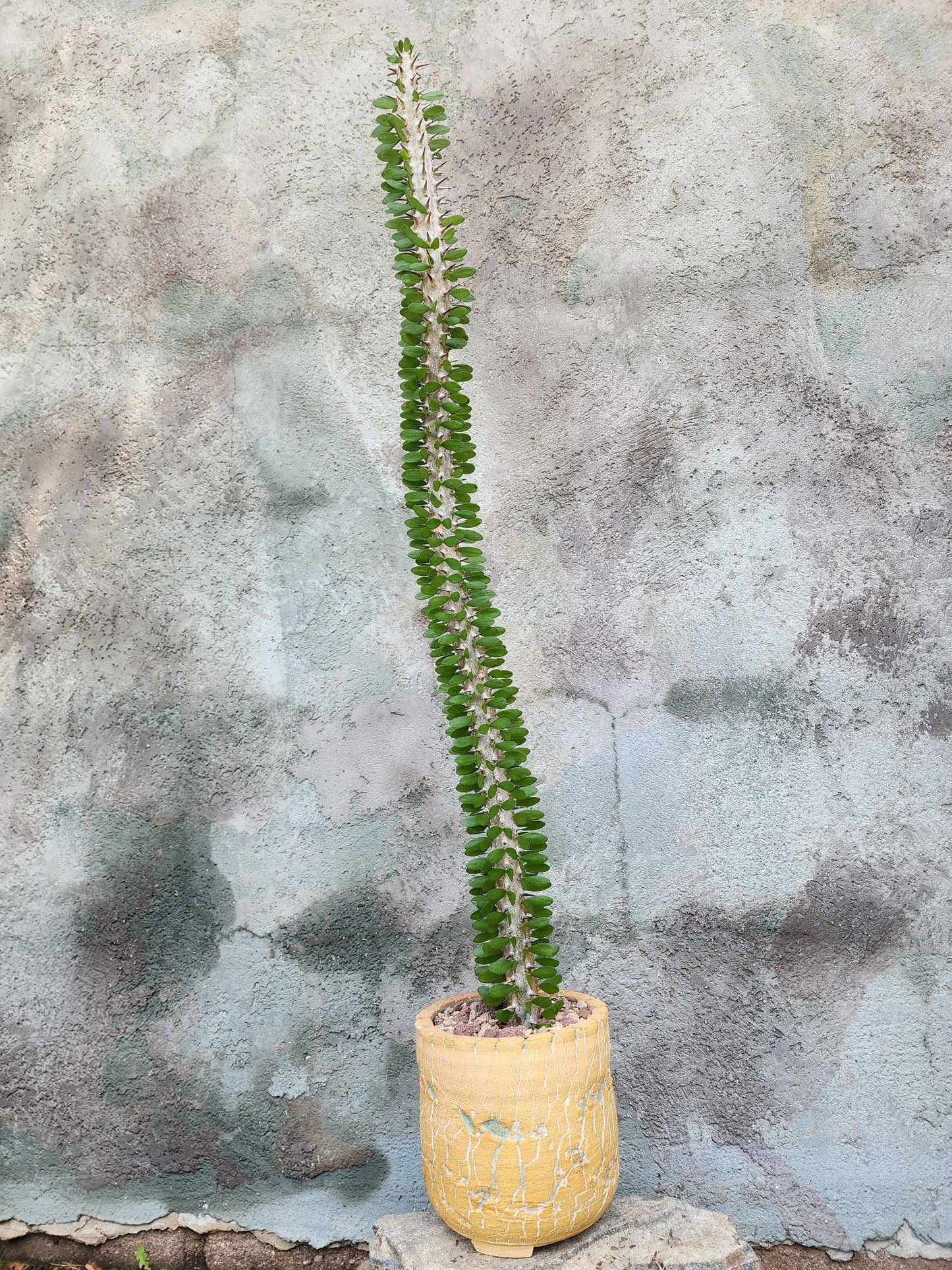 Alluaudia Procera - Madagascar Ocotillo - 27" Tall
