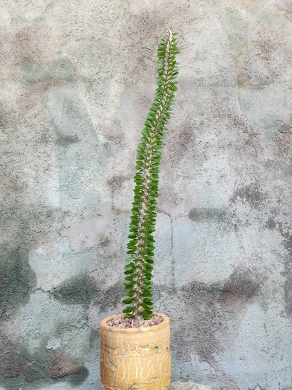 Alluaudia Procera - Madagascar Ocotillo - 27" Tall
