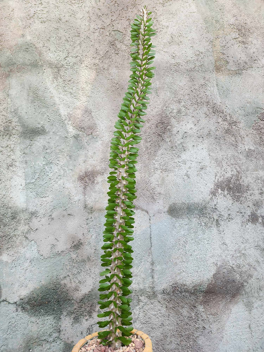 Alluaudia Procera - Madagascar Ocotillo - 27" Tall