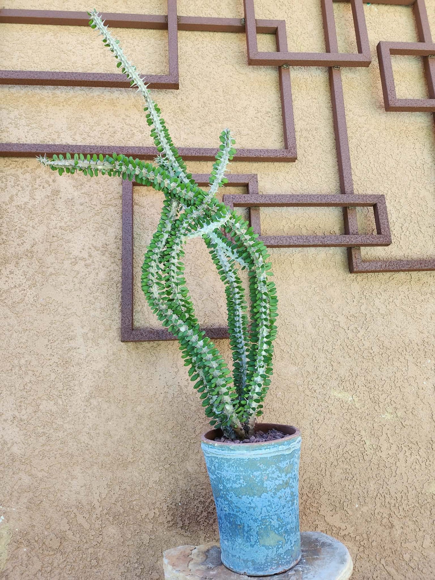 Alluaudia Procera - Madagascar Ocotillo - 3 Feet Tall