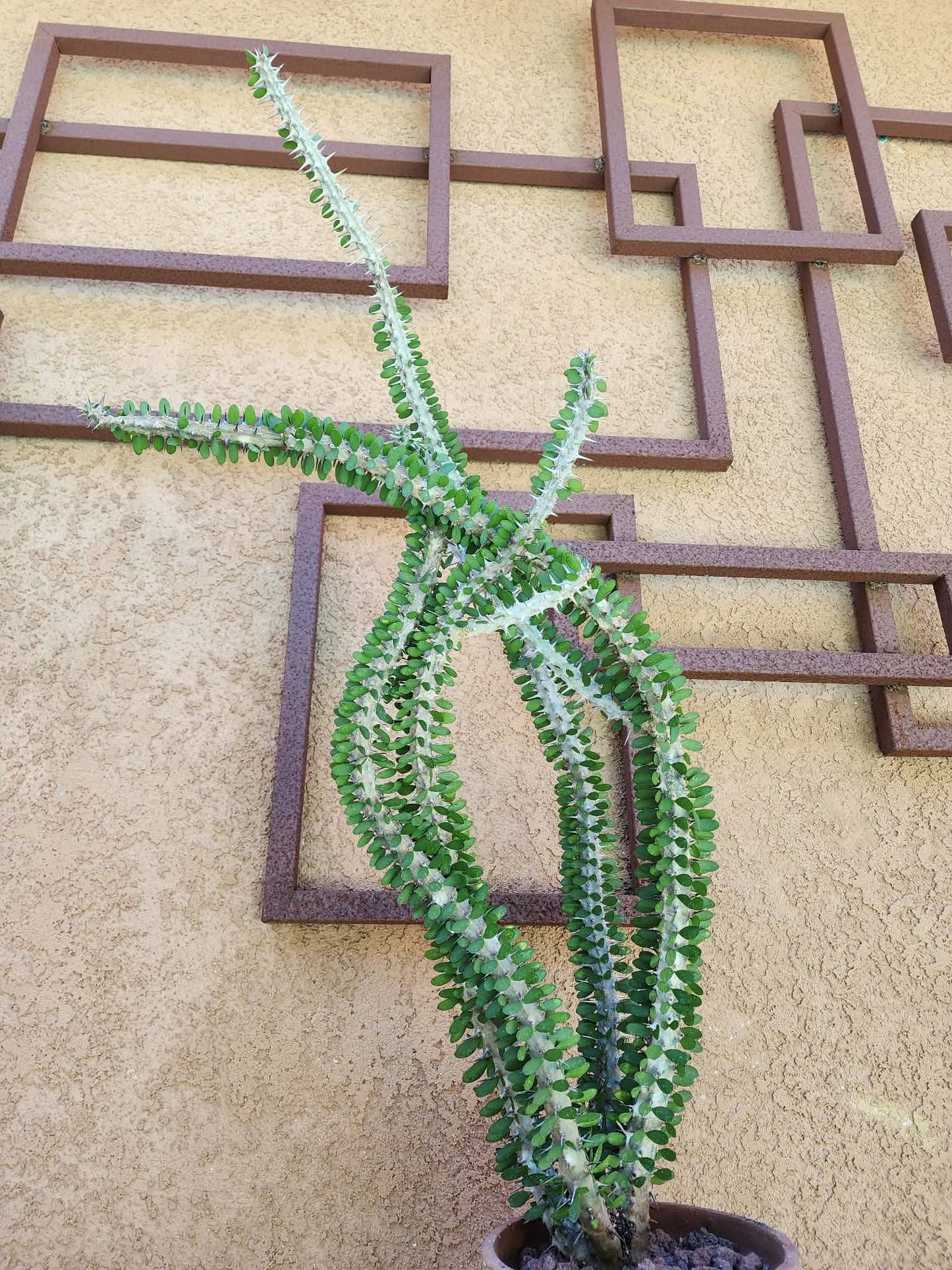 Alluaudia Procera - Madagascar Ocotillo - 3 Feet Tall