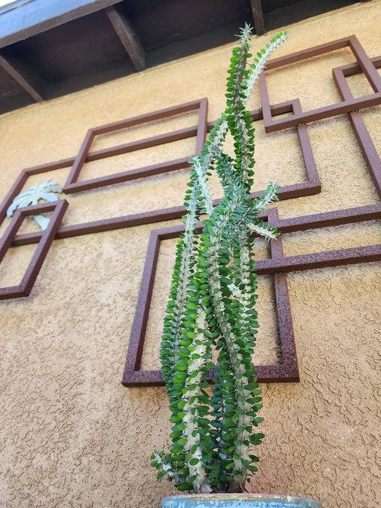 Alluaudia Procera - Madagascar Ocotillo - 3 Feet Tall