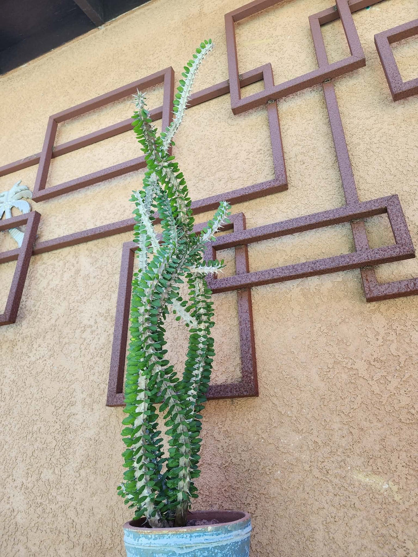 Alluaudia Procera - Madagascar Ocotillo - 3 Feet Tall