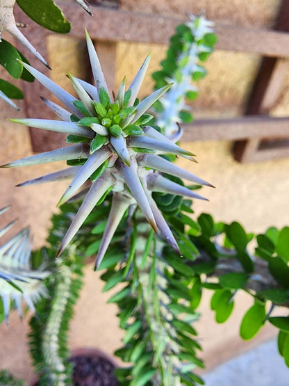 Alluaudia Procera - Madagascar Ocotillo - 3 Feet Tall