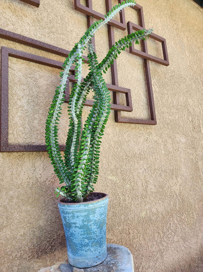 Alluaudia Procera - Madagascar Ocotillo - 3 Feet Tall