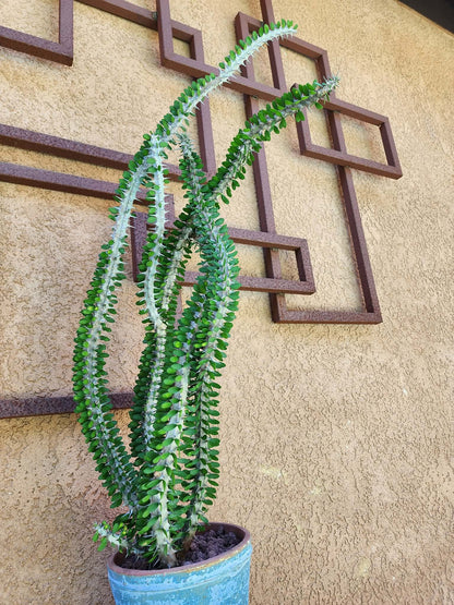 Alluaudia Procera - Madagascar Ocotillo - 3 Feet Tall
