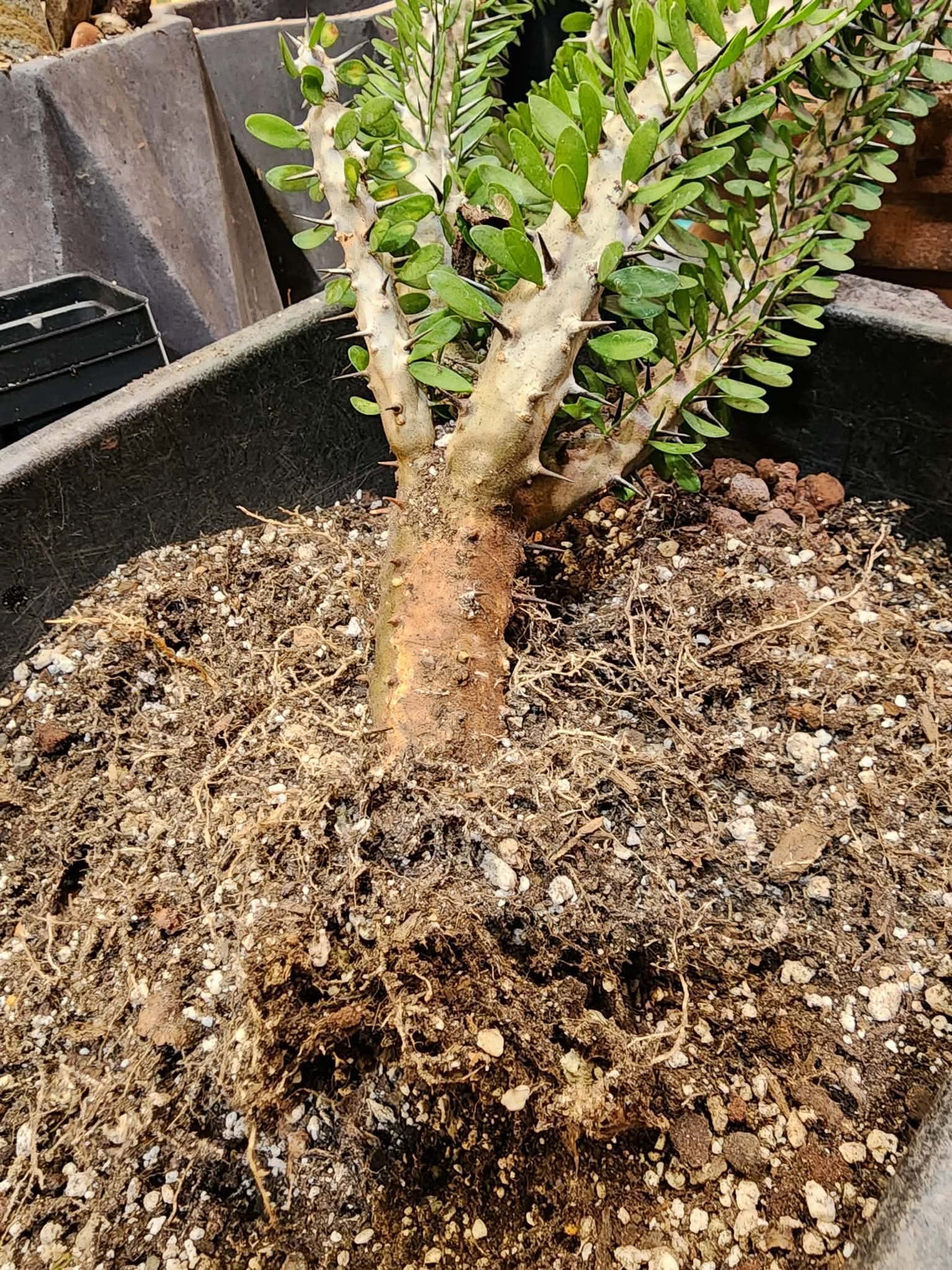 Alluaudia Procera - Madagascar Ocotillo - 3 Feet Tall
