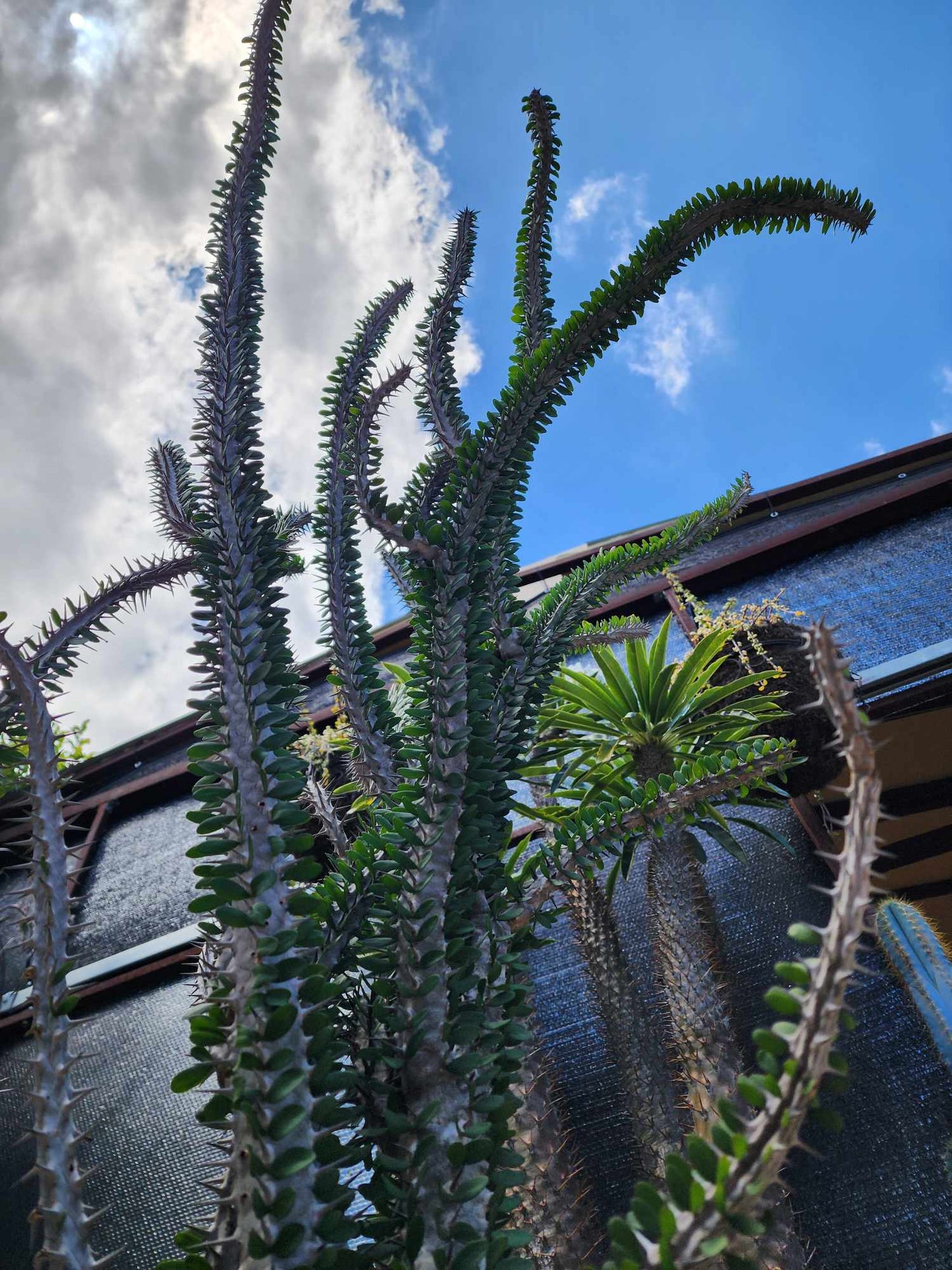 Alluaudia Procera - Madagascar Ocotillo - 6 Feet Tall!