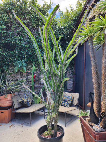 Alluaudia Procera - Madagascar Ocotillo - 6 Feet Tall!