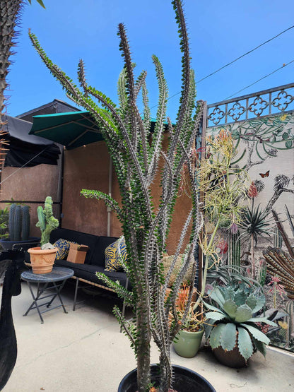 Alluaudia Procera - Madagascar Ocotillo - 6 Feet Tall!