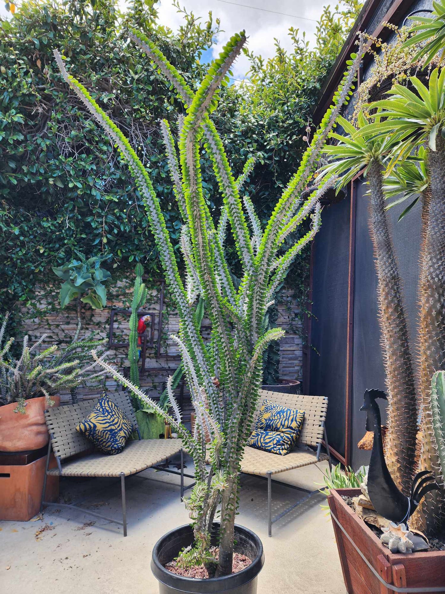 Alluaudia Procera - Madagascar Ocotillo - 6 Feet Tall!