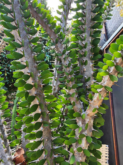Alluaudia Procera - Madagascar Ocotillo - 6 Feet Tall!