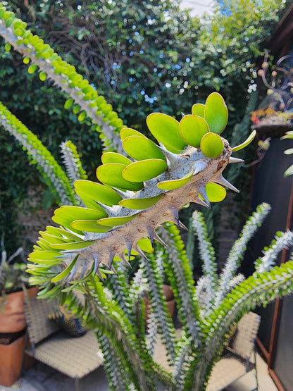 Alluaudia Procera - Madagascar Ocotillo - 6 Feet Tall!